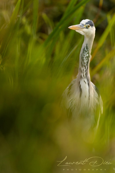 Héron cendré - Grey Heron (Ardea cinerea). Canon EOS R3 - Canon EF 500mm f/4L IS USM II.